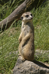 Erdmännchen
