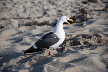 Seagull