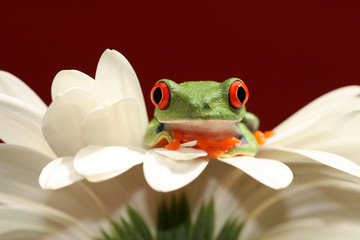 red eyed tree frog - 15104699