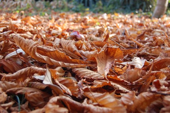 Autunno