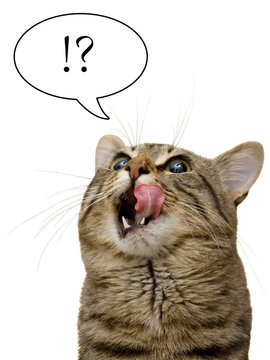 I like to eat!