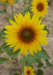 tournesol