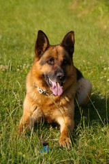 Schäferhund beim Ballspiel