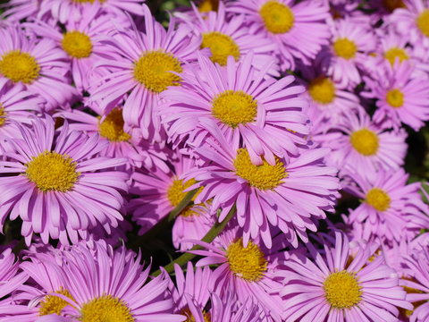 pinkfarbene Astern
