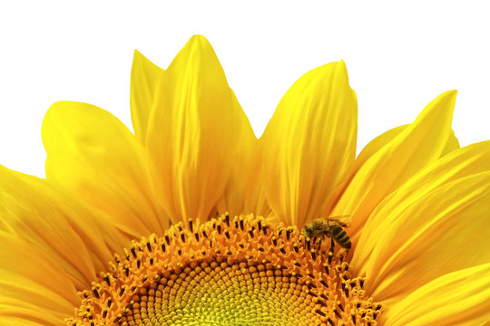 Beautiful sunflower (isolated)