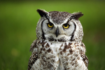 Grumpy Owl