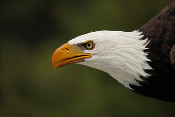 Eagle Pride