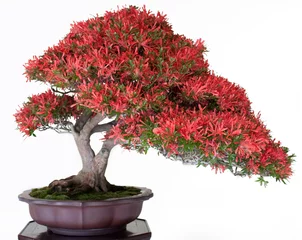 Tuinposter Crimson Bonsai © redswept