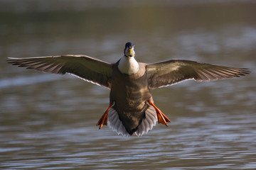 Stockente frontal im Anflug