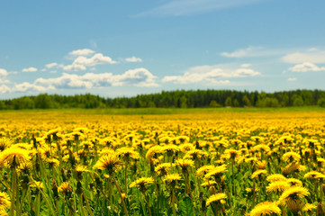 Fototapeta premium dandelion field and blue sky