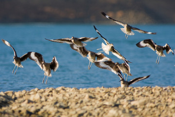 Flying Willets