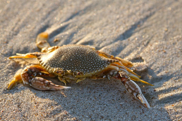 Sand crab