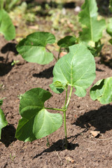 young plants