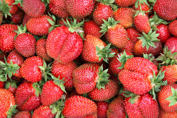 A lot of strawberries