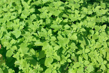 Obraz premium Fresh green peppermint leaves