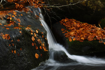 Fototapeta na wymiar Bergbach Kleine Ohe mit Herbstlaub