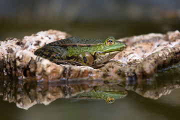 Teichfrosch auf Kork II