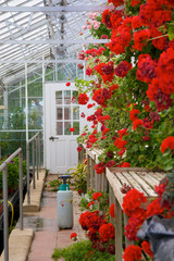 Fototapeta na wymiar Geraniums in a Greenhouse