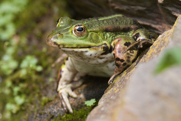 Teichfrosch auf Stein