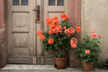 Fototapeta na wymiar Pelargonie w drzwiach