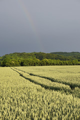 Rainbow and field_3