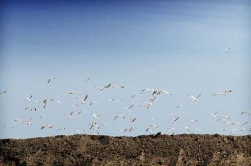 seagull flock