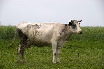cow