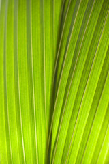 Palmtree leaf