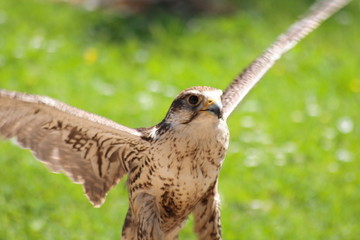 Falke