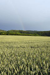 Rainbow and field_1