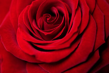 Rote Rosenblüte, Symbol Liebe