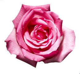 flower close-up stills, pink rose, red rose, flowers, petals