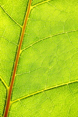 structure and texture of green leaf