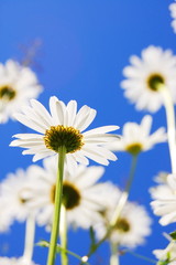 daisy flower in summer