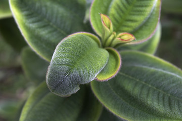 Planta