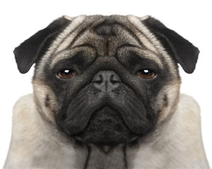 Obraz premium pug (4 years)
