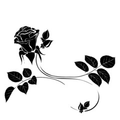 Dekoratives florales Ornament mit Rosenblüte