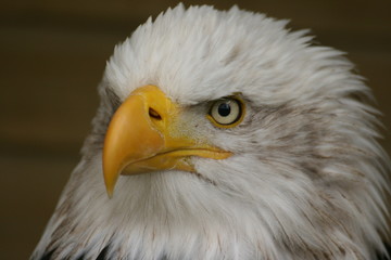 Eagle
