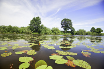 Leaves of water-lilies on a pond