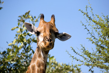 Giraffen Portrait
