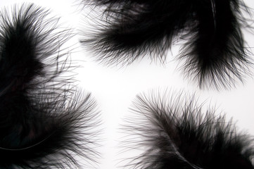 Black feathers