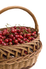 Basket with cherries