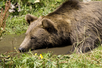 Wild Bear Cooling In Water