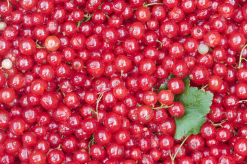 Red Currant