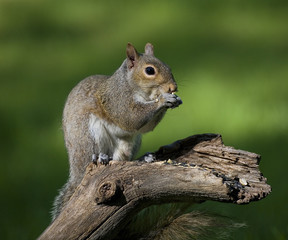 seed eating squirrel