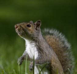 squirrel in the grass