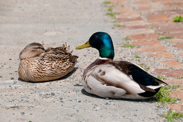 Pair of mallard ducks on embankment
