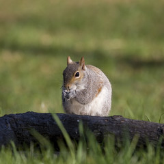 overweight squirrel