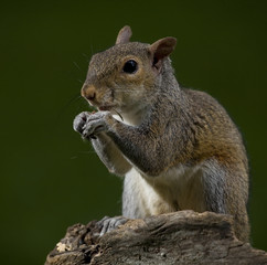 strobist squirrel