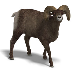 big horn sheep aries